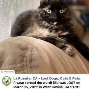 Lost Cat ELLA