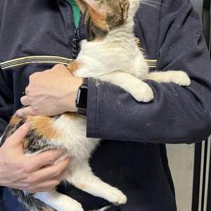 Found Cat Calico Cat