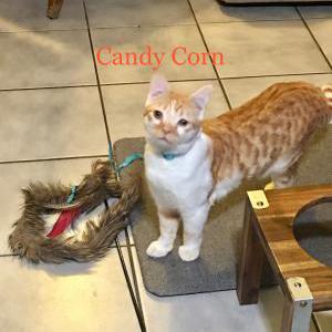 2nd Image of Candy Corn, Lost Cat