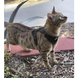 Lost Cat Messi