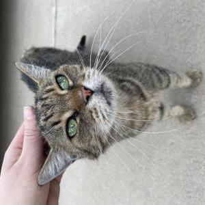 Found Cat Unknown