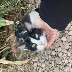 Found Cat Found cat