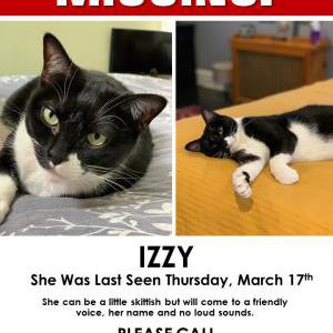 Lost Cat IZZY