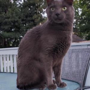 Lost Cat Bubby (aka Dusty)