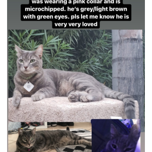 Lost Cat Michael