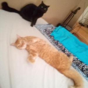 Image of Cashmere & Shylo, Lost Cat