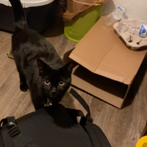 Lost Cat Doobie