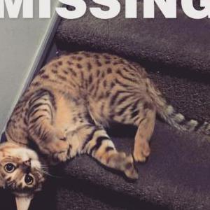 2nd Image of Beau, Lost Cat