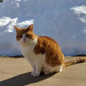 Lost Cat Tommy