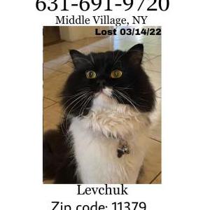 Lost Cat Levchuk