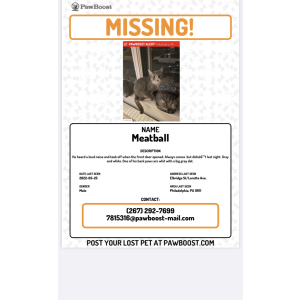 Lost Cat Meatball