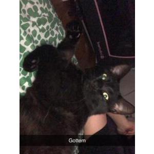 Lost Cat Gustav
