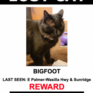 Lost Cat Bigfoot