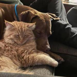Image of Oliver, Lost Cat