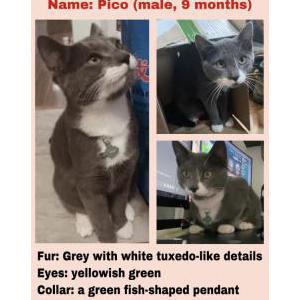 Lost Cat Pico