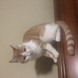 Lost Cat Ginger