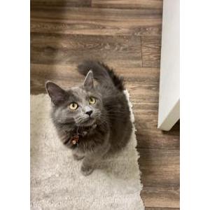 Lost Cat Evie