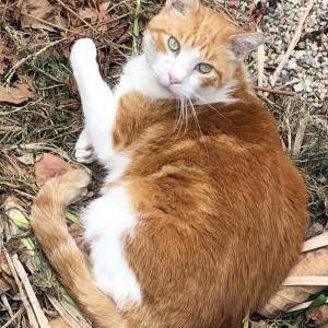 Lost Cat Roger