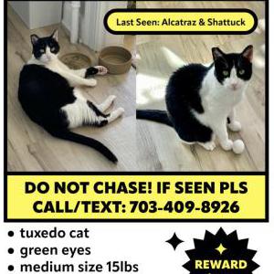 Lost Cat Chaz