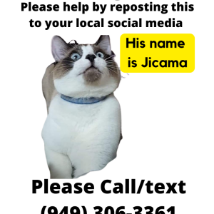Lost Cat Jicama (hickama)
