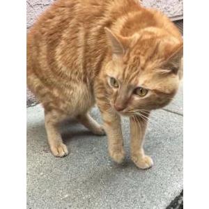 Lost Cat Toby