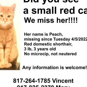 Lost Cat Peach