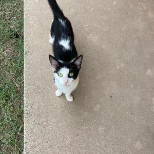 Lost Cat Tuna