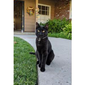 Lost Cat Kuro