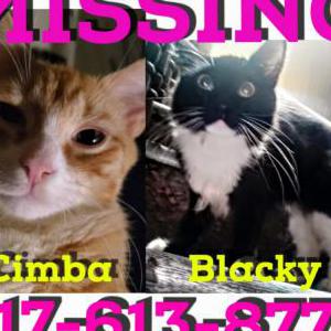 Lost Cat Cimba and Blacky