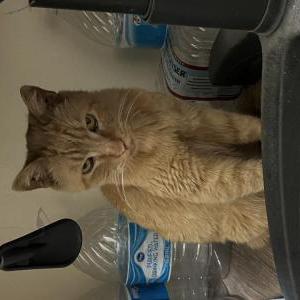 Found Cat Unknown