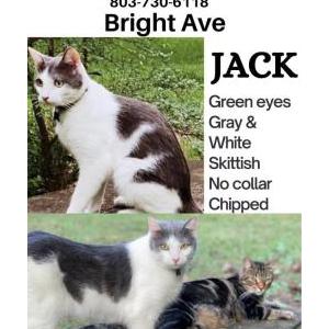 Lost Cat Jack