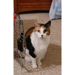 craigslist pa pets allentown