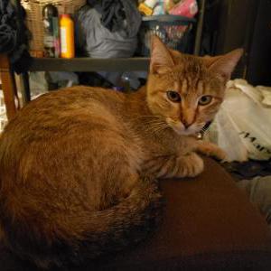 Lost Cat Cinnamon