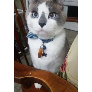 Image of Oliver, Lost Cat