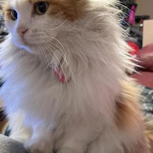 Lost Cat Henrietta