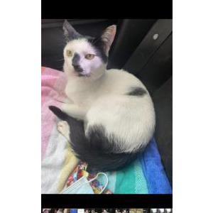 Lost Cat Pachi