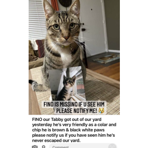 Lost Cat Fino