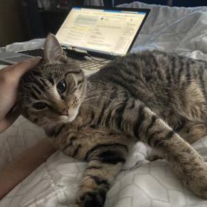 Lost Cat Lupe