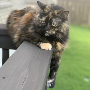 Image of Paisley, Lost Cat