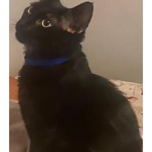 Lost Cat midnight