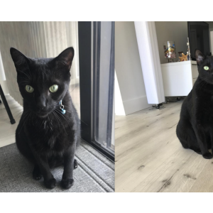 2nd Image of Black, Lost Cat