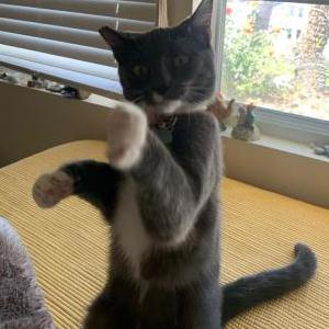 Lost Cat Sgt Pepper