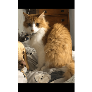 Image of Chesney, Lost Cat