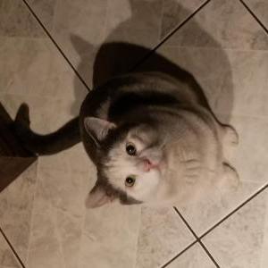Image of Kirby, Lost Cat