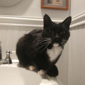 Image of sox, Lost Cat