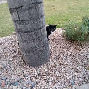 Lost Cat Sylvester