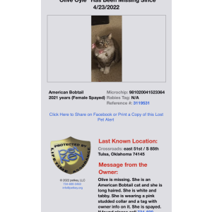 Lost Cat Olive  Oyle