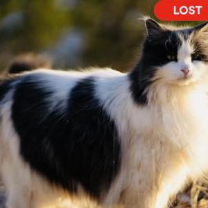 Lost Cat Kiki