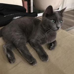 Lost Cat Delilah