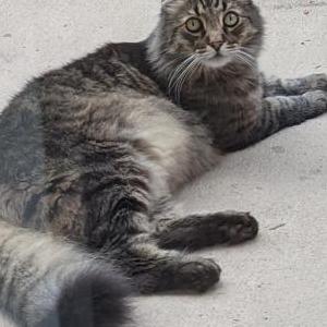 Lost Cat Samson aka whiskers